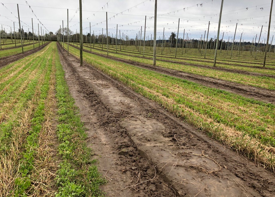 crowned hops